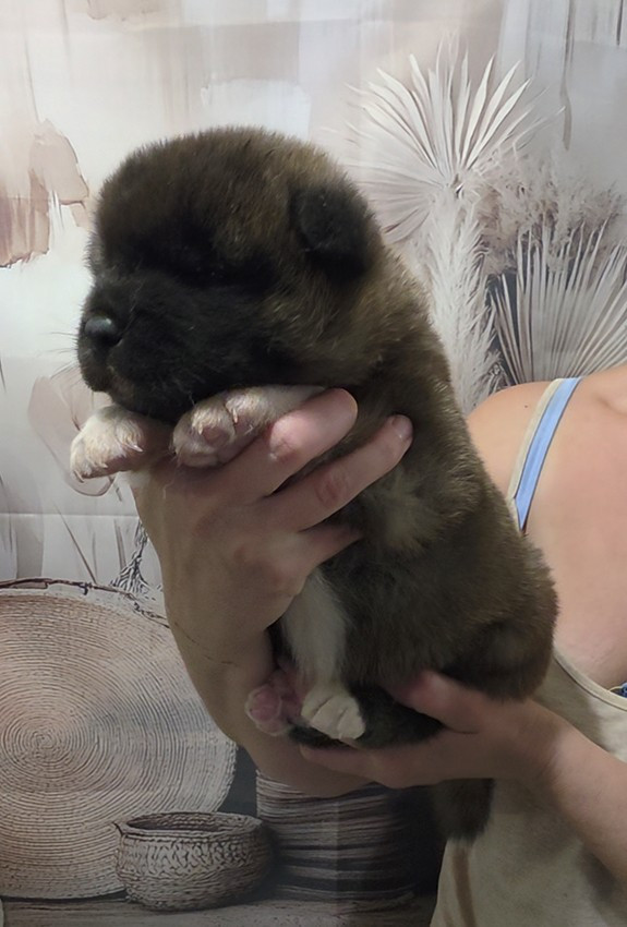 de Milantosa - Chiots disponibles - Akita americain