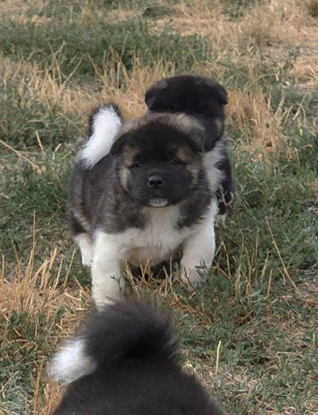 de Milantosa - Chiots disponibles - Akita americain