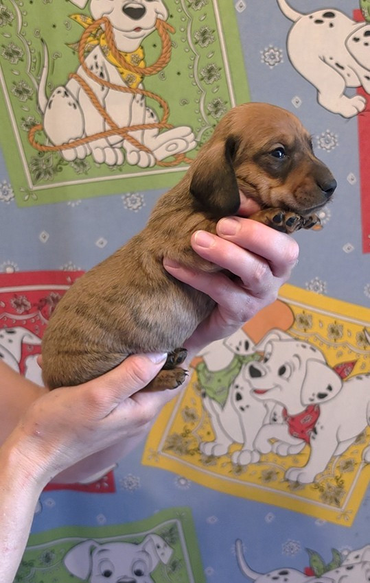 de Milantosa - Chiots disponibles - Teckel poil ras