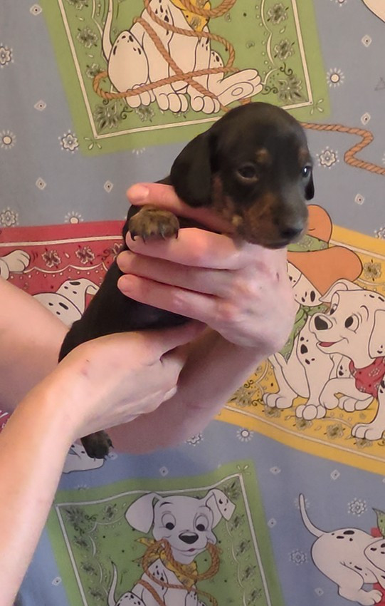 de Milantosa - Chiots disponibles - Teckel poil ras