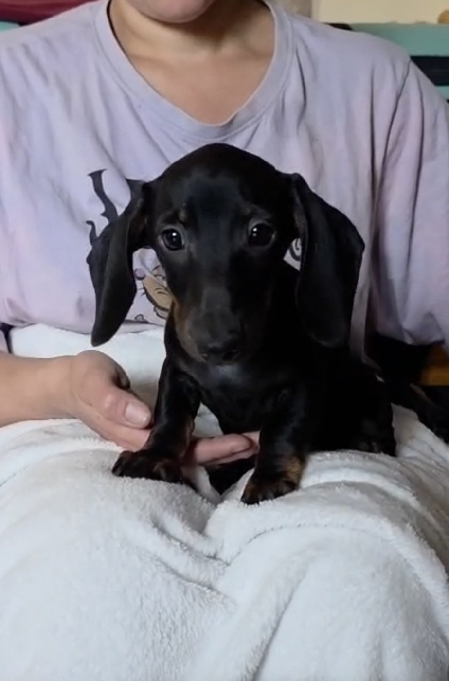 de Milantosa - Chiots disponibles - Teckel poil ras
