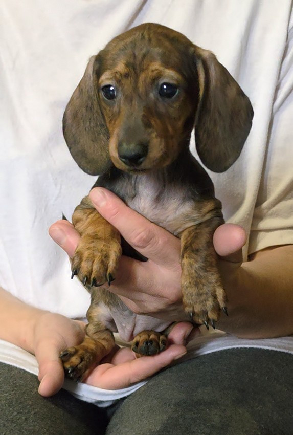 de Milantosa - Chiots disponibles - Teckel poil ras