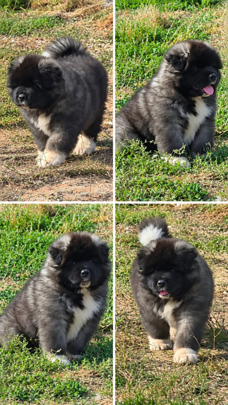 de Milantosa - Chiots disponibles - Akita americain