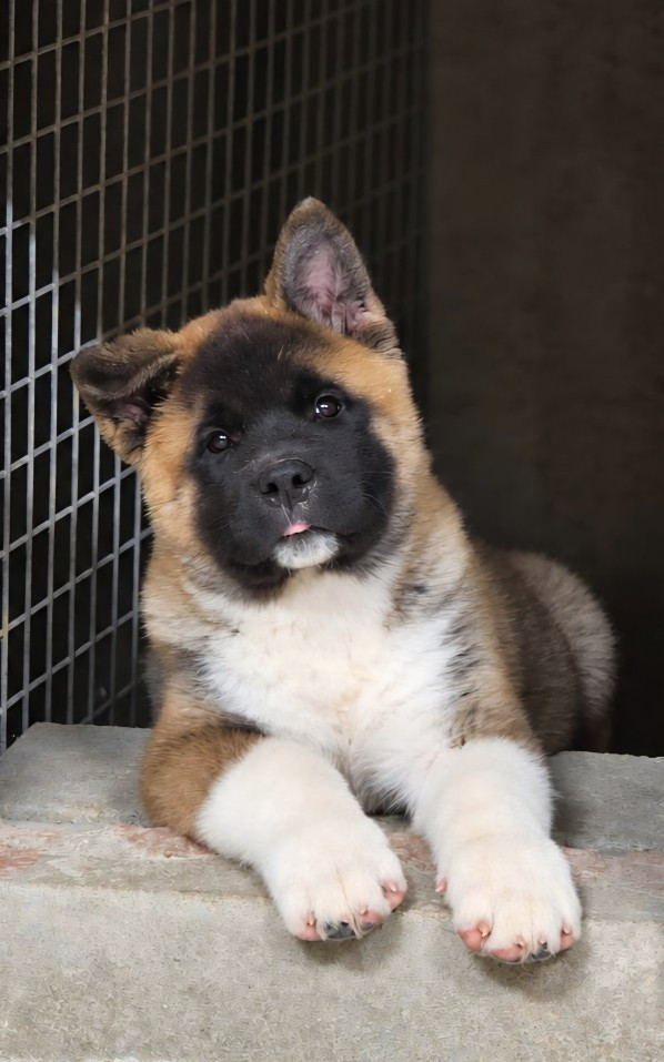 de Milantosa - Chiots disponibles - Akita americain