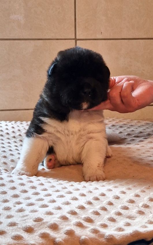 de Milantosa - Chiots disponibles - Akita americain