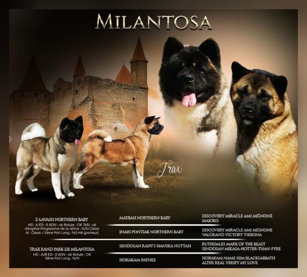 Chiot Akita americain de Milantosa