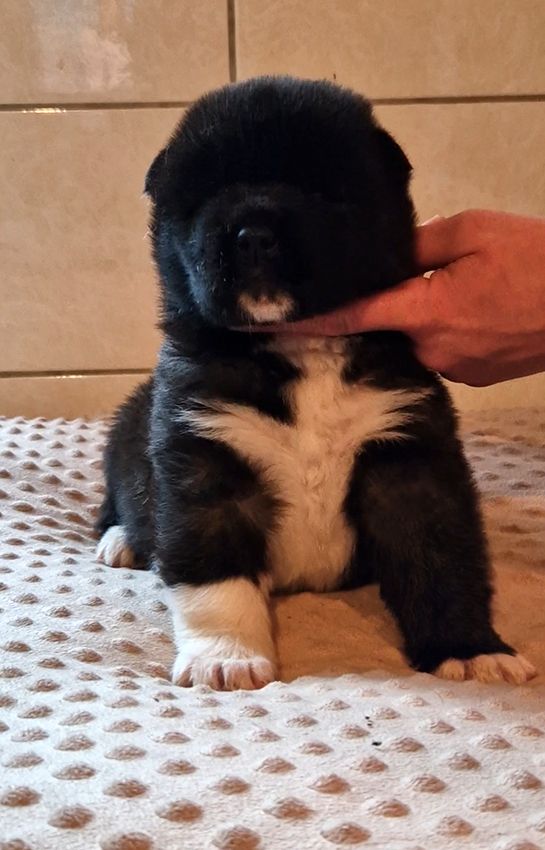 de Milantosa - Chiots disponibles - Akita americain