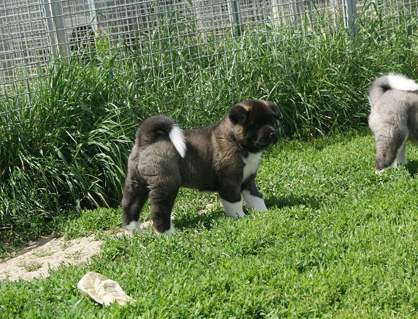 de Milantosa - Chiots disponibles - Akita americain