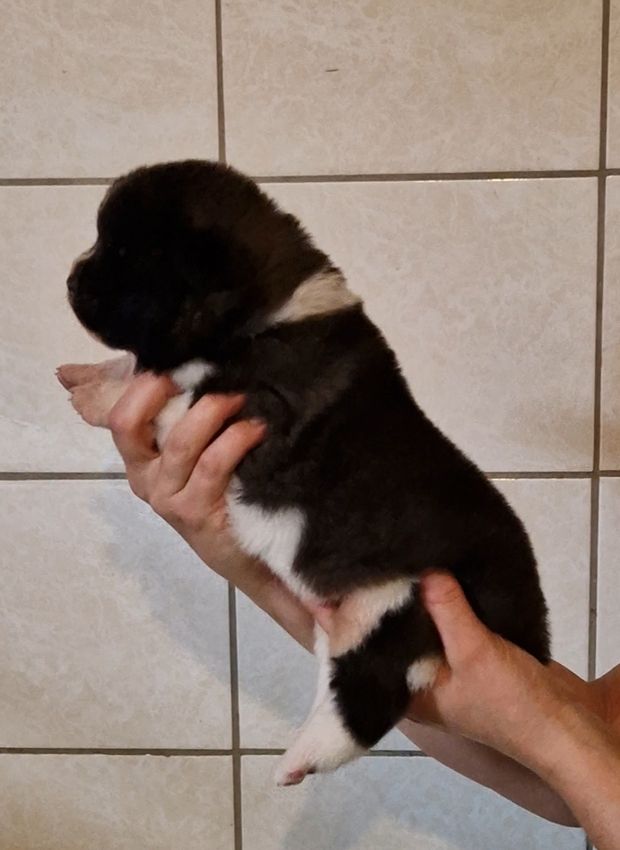 de Milantosa - Chiots disponibles - Akita americain