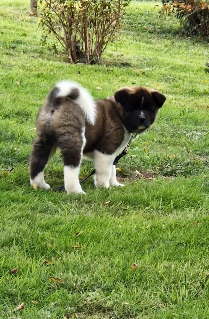 de Milantosa - Chiots disponibles - Akita americain