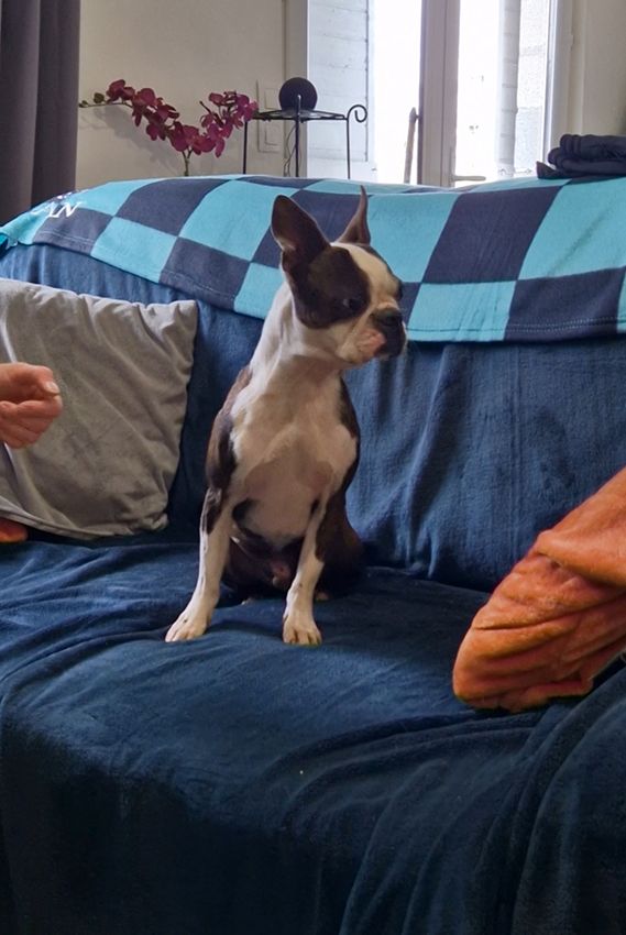 de Milantosa - Chiots disponibles - Boston Terrier