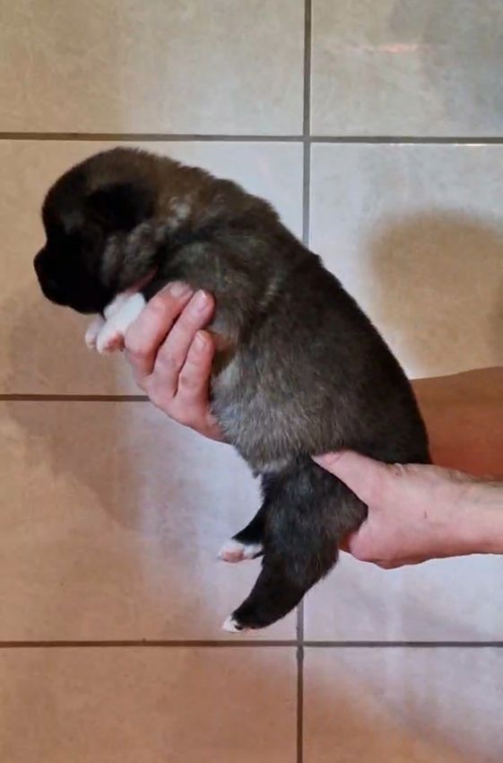 de Milantosa - Chiots disponibles - Akita americain