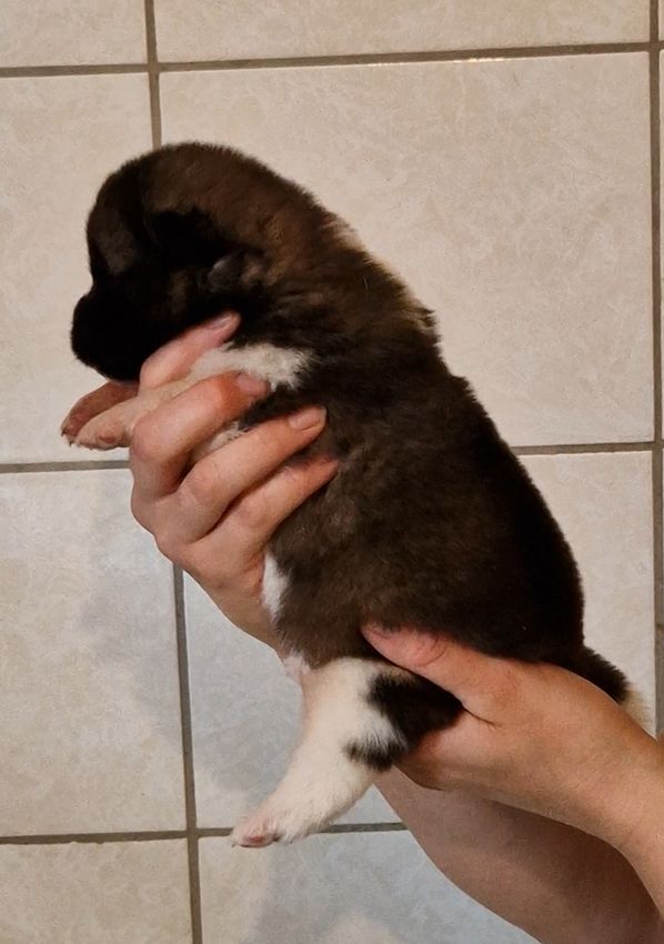 de Milantosa - Chiots disponibles - Akita americain