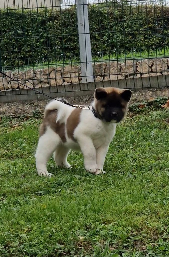 de Milantosa - Chiots disponibles - Akita americain