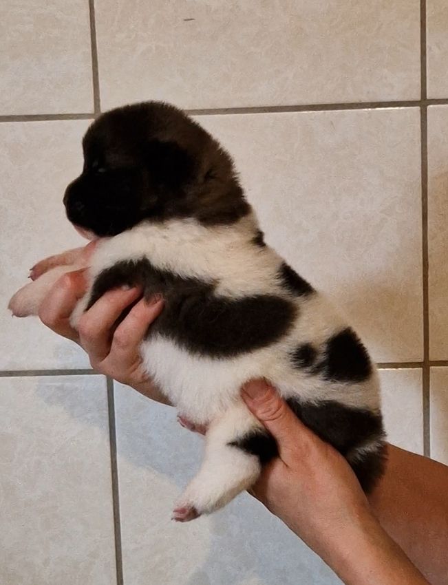 de Milantosa - Chiots disponibles - Akita americain