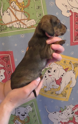 Chiot Mâle N°3