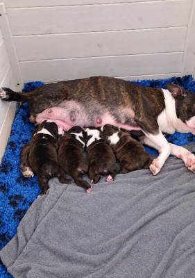 Chiot Femelle N°1