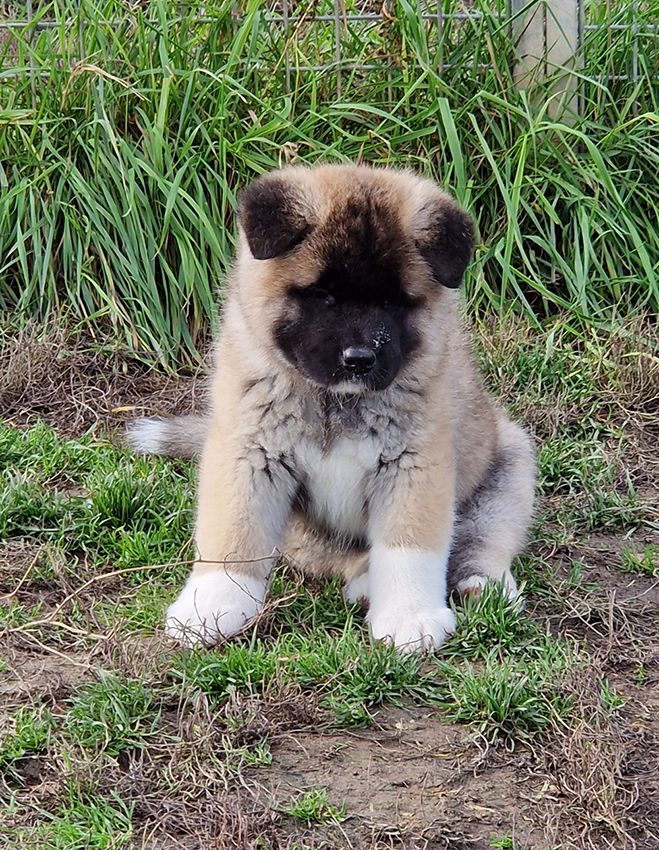 de Milantosa - Chiots disponibles - Akita americain