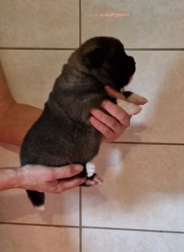de Milantosa - Chiots disponibles - Akita americain