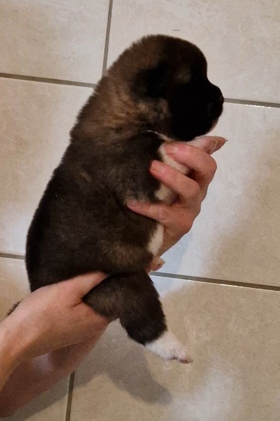 de Milantosa - Chiots disponibles - Akita americain