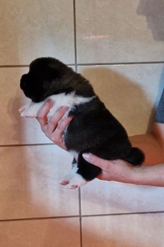 de Milantosa - Chiots disponibles - Akita americain