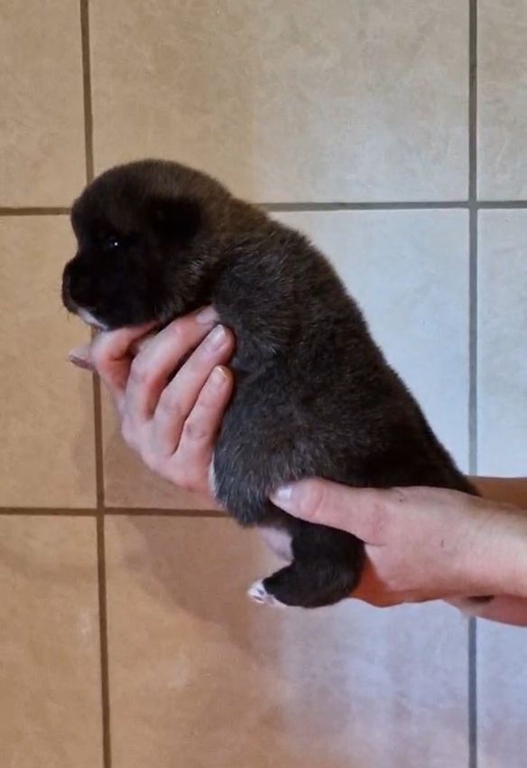 de Milantosa - Chiots disponibles - Akita americain