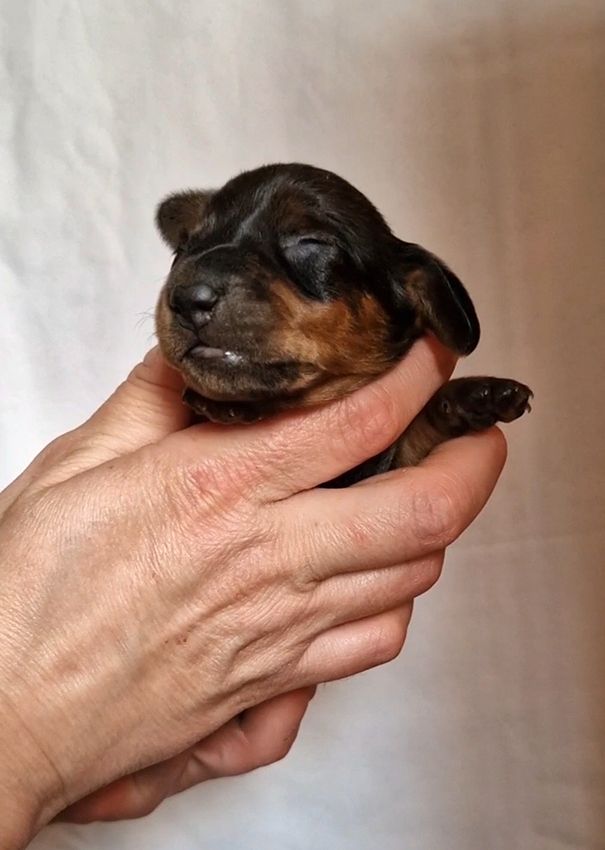 de Milantosa - Chiots disponibles - Teckel poil ras