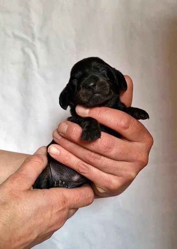 de Milantosa - Chiots disponibles - Teckel poil ras