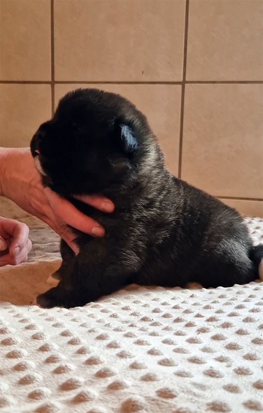de Milantosa - Chiots disponibles - Akita americain