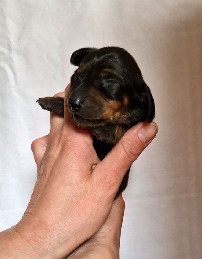 de Milantosa - Chiots disponibles - Teckel poil ras