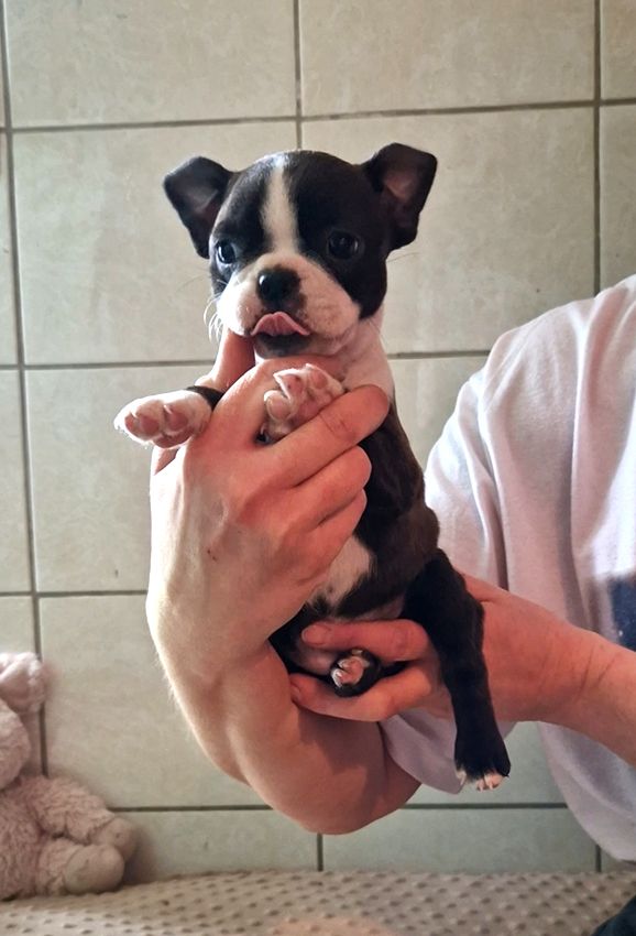 de Milantosa - Chiots disponibles - Boston Terrier