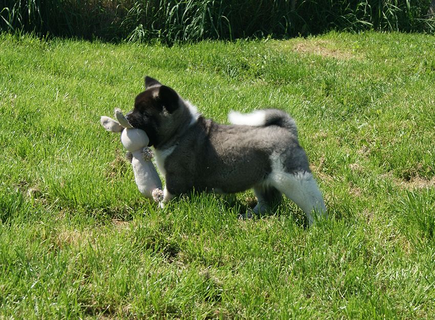 de Milantosa - Chiots disponibles - Akita americain