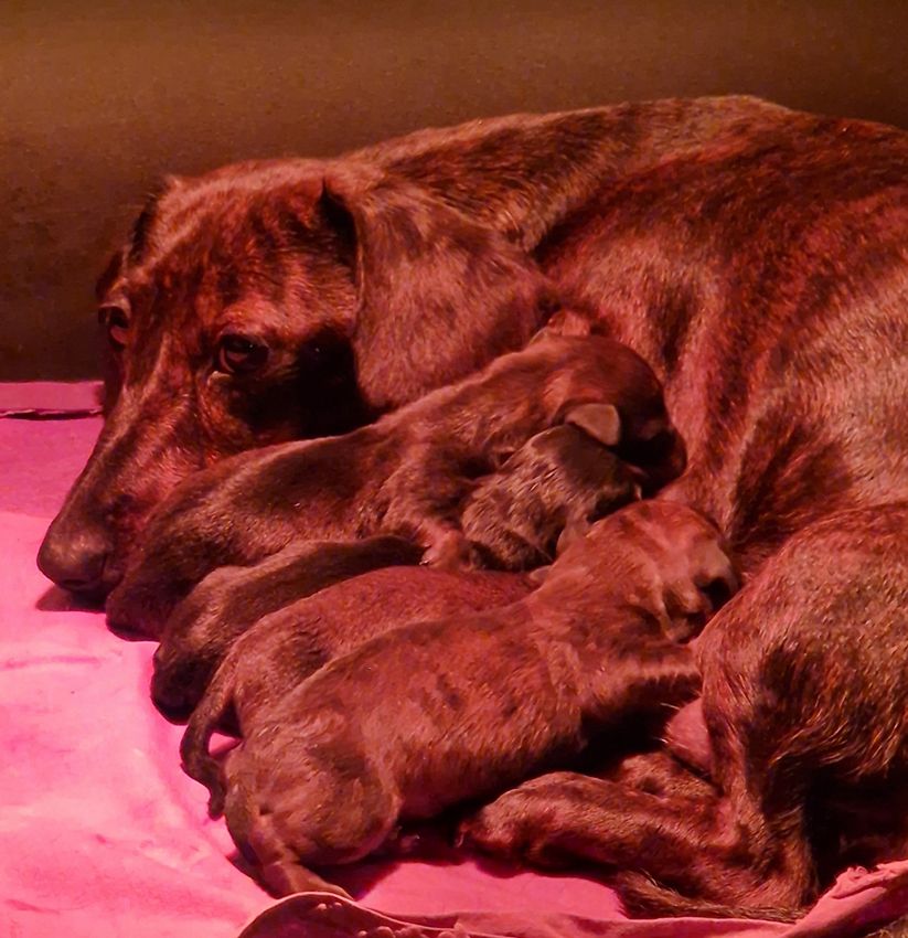 de Milantosa - Teckel poil ras - Portée née le 28/10/2025