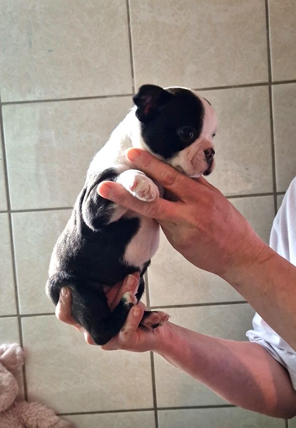 de Milantosa - Chiots disponibles - Boston Terrier